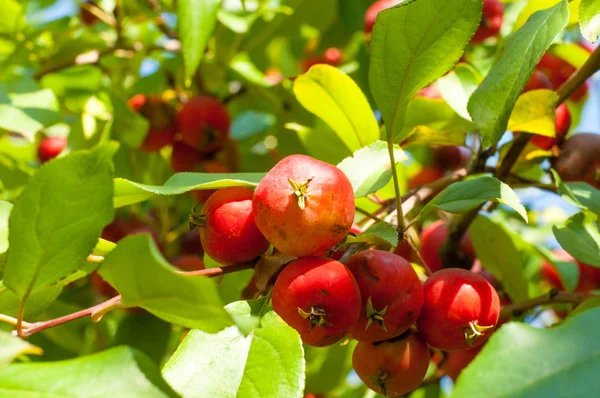Yaban elması ve yaban elması. Malus, gülgiller (Rosaceae) familyasından bir elma ağacı cinsidir.