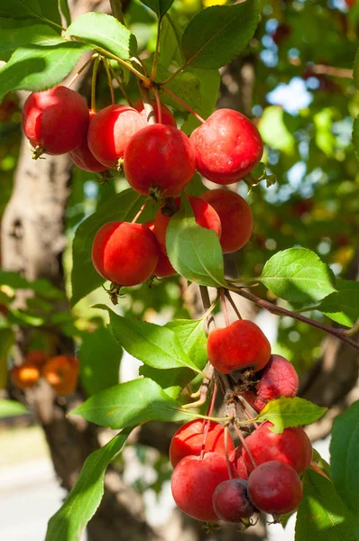 Yaban elması ve yaban elması. Malus, gülgiller (Rosaceae) familyasından bir elma ağacı cinsidir.