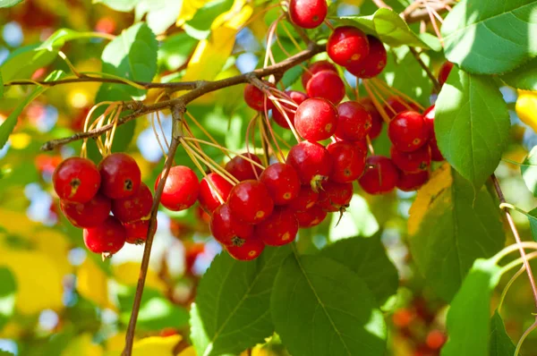 Yaban elması ve yaban elması. Malus, gülgiller (Rosaceae) familyasından bir elma ağacı cinsidir.