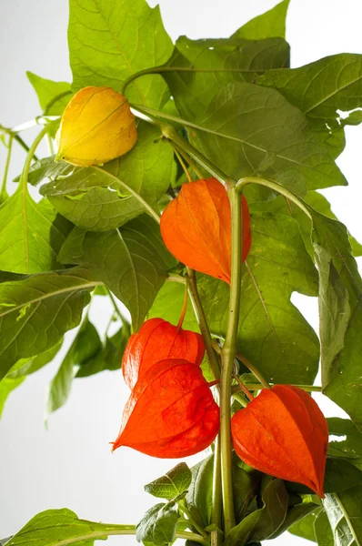 Physalis. Avrupa çalı 