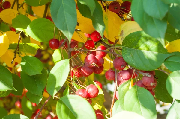 Yaban elması ve yaban elması. Malus, gülgiller (Rosaceae) familyasından bir elma ağacı cinsidir.