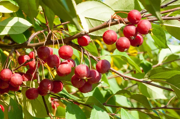 Yaban elması ve yaban elması. Malus, gülgiller (Rosaceae) familyasından bir elma ağacı cinsidir.