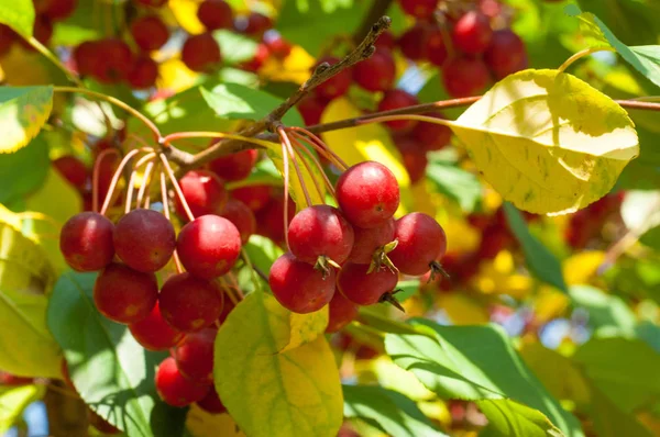 Yaban elması ve yaban elması. Malus, gülgiller (Rosaceae) familyasından bir elma ağacı cinsidir.