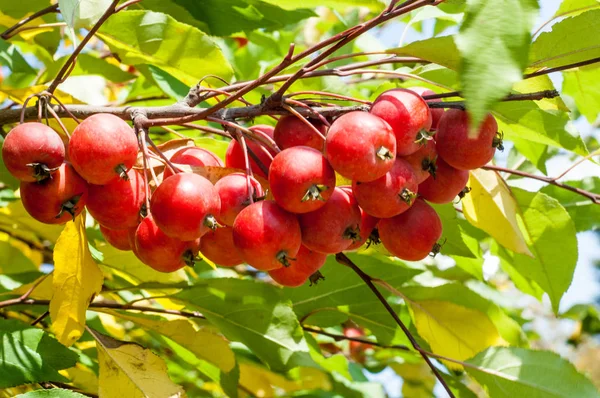 Yaban elması ve yaban elması. Malus, gülgiller (Rosaceae) familyasından bir elma ağacı cinsidir.