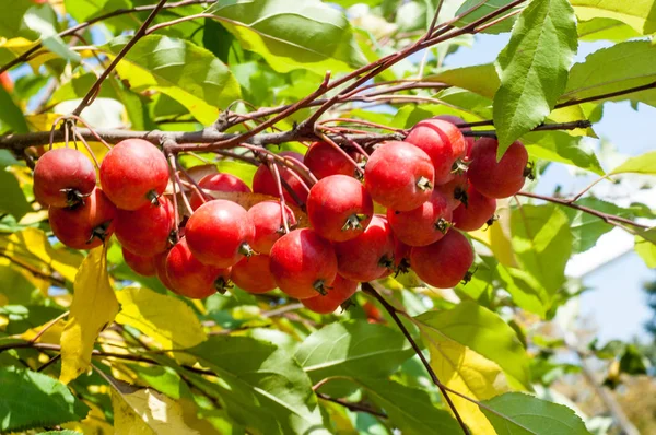 Rákalma Vadalma Malus Rosaceae Családba Tartozó Kis Lombhullató Almafajok Vagy — Stock Fotó