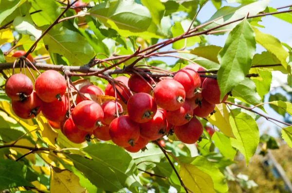 Crabapple Wild Apple Malus Est Genre Arbustes Famille Des Rosacées — Photo