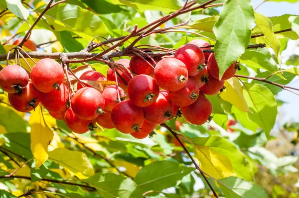 사과와 와일드 Malus Rosaceae 낙엽수 — 스톡 사진