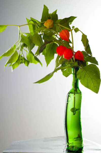 Physalis. Avrupa çalı 