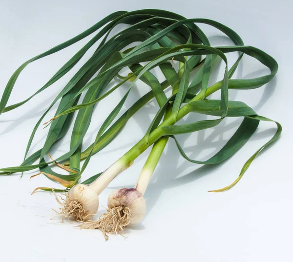 Knoblauch Knoblauch Ist Nicht Stiel Des Blattes Gereift Eine Stark — Stockfoto