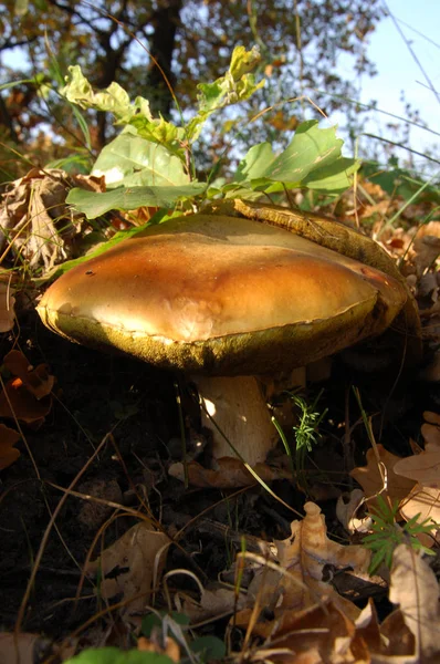 Cep Boletus Edulis Dans Forêt Jour Automne Boletus Edulis Bolete — Photo