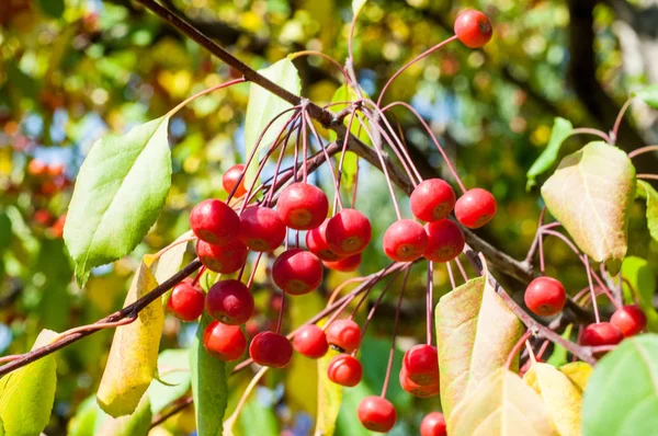 Yaban elması ve yaban elması. Malus, gülgiller (Rosaceae) familyasından bir elma ağacı cinsidir.
