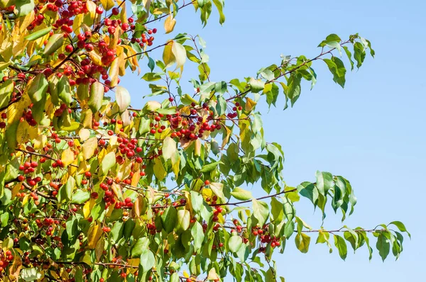 Yaban elması ve yaban elması. Malus, gülgiller (Rosaceae) familyasından bir elma ağacı cinsidir.