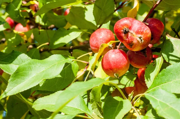 Yaban elması ve yaban elması. Malus, gülgiller (Rosaceae) familyasından bir elma ağacı cinsidir.