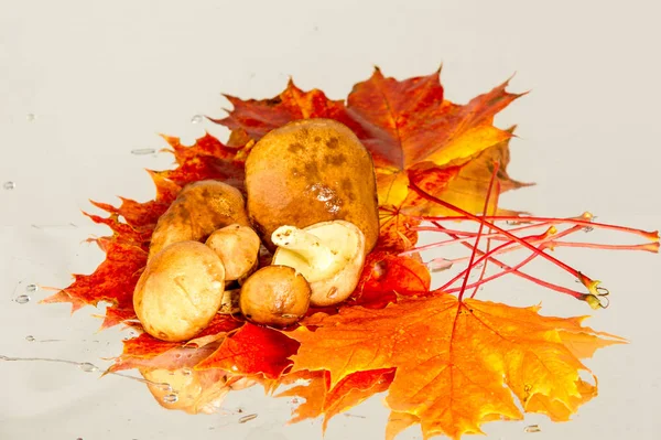 Podgrzybki Autumn Klonowe Listowie — Zdjęcie stockowe