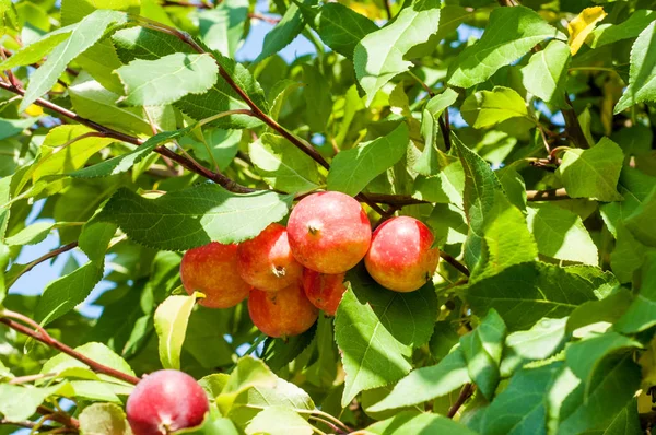 Yaban elması ve yaban elması. Malus, gülgiller (Rosaceae) familyasından bir elma ağacı cinsidir.