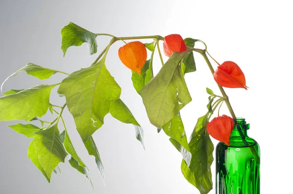 Physalis. Avrupa çalı 