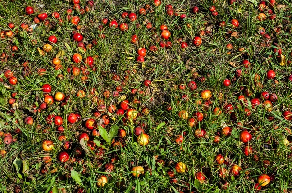 Yaban elması ve yaban elması. Malus, gülgiller (Rosaceae) familyasından bir elma ağacı cinsidir.