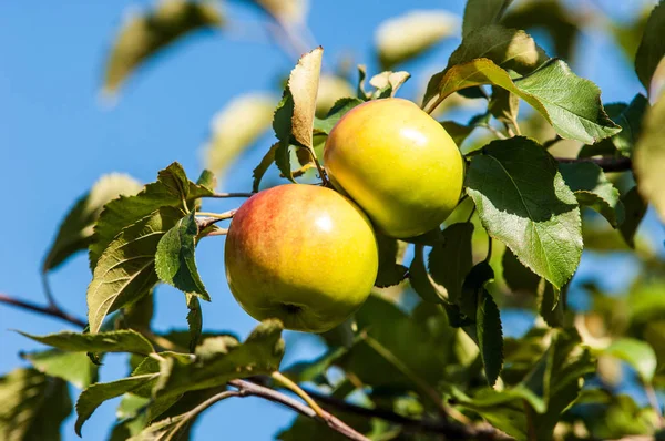 사과와 와일드 Malus Rosaceae 낙엽수 — 스톡 사진