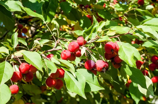 Yaban elması ve yaban elması. Malus, gülgiller (Rosaceae) familyasından bir elma ağacı cinsidir.
