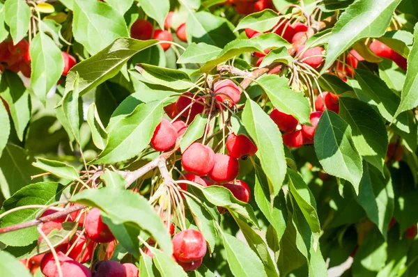 Yaban elması ve yaban elması. Malus, gülgiller (Rosaceae) familyasından bir elma ağacı cinsidir.