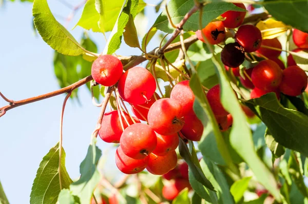 Yaban elması ve yaban elması. Malus, gülgiller (Rosaceae) familyasından bir elma ağacı cinsidir.