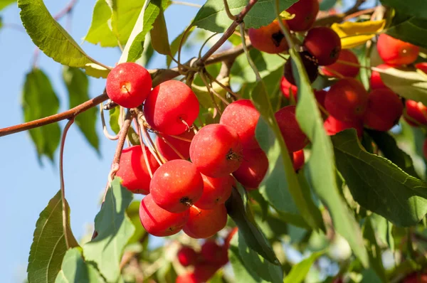 Yaban elması ve yaban elması. Malus, gülgiller (Rosaceae) familyasından bir elma ağacı cinsidir.
