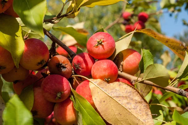 Yaban elması ve yaban elması. Malus, gülgiller (Rosaceae) familyasından bir elma ağacı cinsidir.
