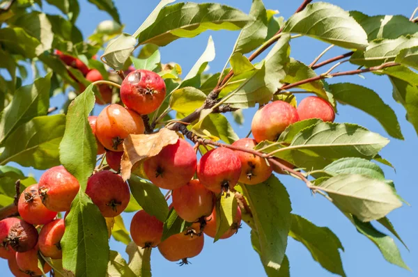 Yaban elması ve yaban elması. Malus, gülgiller (Rosaceae) familyasından bir elma ağacı cinsidir.