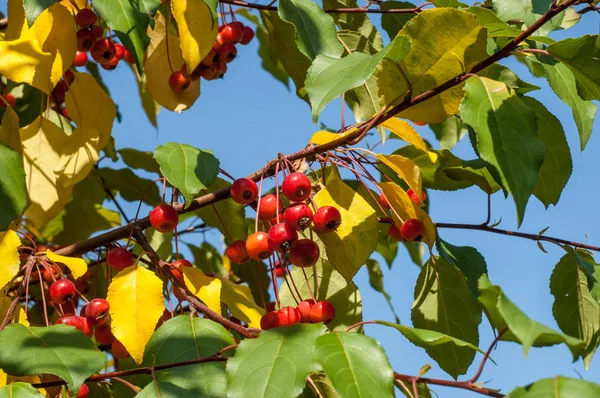 Yaban elması ve yaban elması. Malus, gülgiller (Rosaceae) familyasından bir elma ağacı cinsidir.