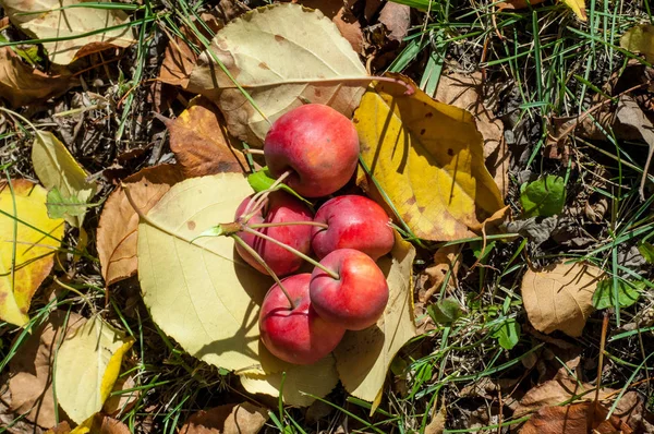 クラブアップルとワイルドアップル マルス科の小さな落葉性のリンゴの木や低木の種についての属です — ストック写真