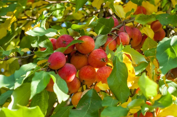 사과와 와일드 Malus Rosaceae 낙엽수 — 스톡 사진