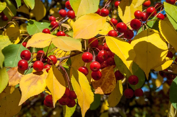 Caranguejo Maçã Selvagem Malus Género Botânico Pertencente Família Rosaceae — Fotografia de Stock