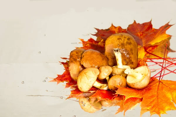 Boletus mantar, sonbahar akçaağaç yaprakları.