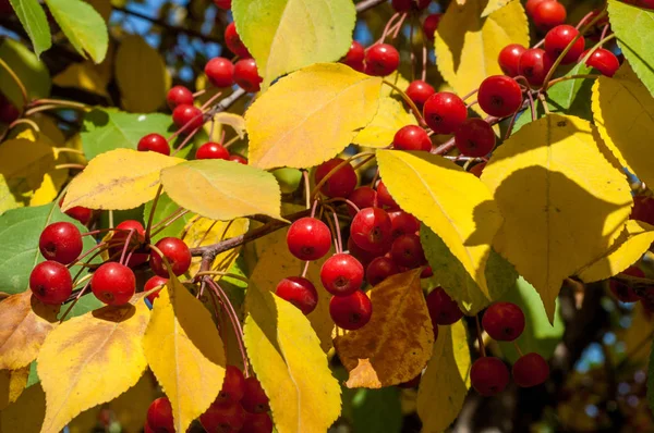 Yaban elması ve yaban elması. Malus, gülgiller (Rosaceae) familyasından bir elma ağacı cinsidir.