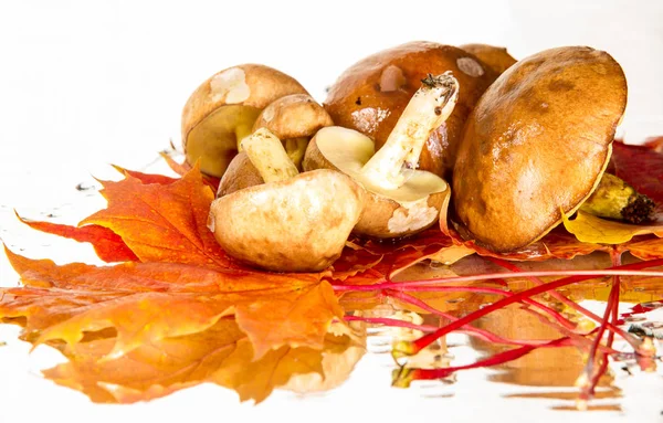 Boletus mantar, sonbahar akçaağaç yaprakları.