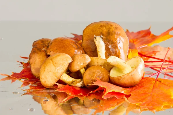 Boletus mantar, sonbahar akçaağaç yaprakları.