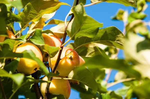 Rákalma Vadalma Malus Rosaceae Családba Tartozó Kis Lombhullató Almafajok Vagy — Stock Fotó