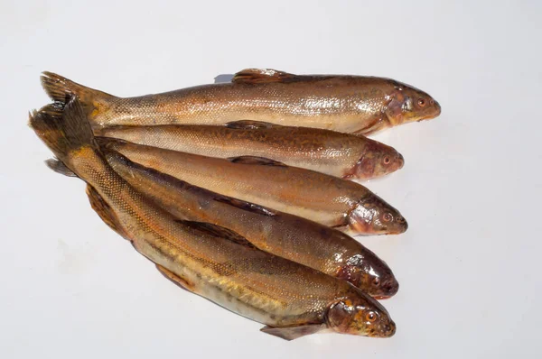 Diptychus maculatus. Bir dağ dere yakalanan balık