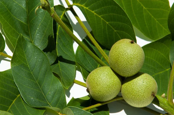 olgunlaşmamış ceviz. ceviz. İçinde studi fotoğrafı