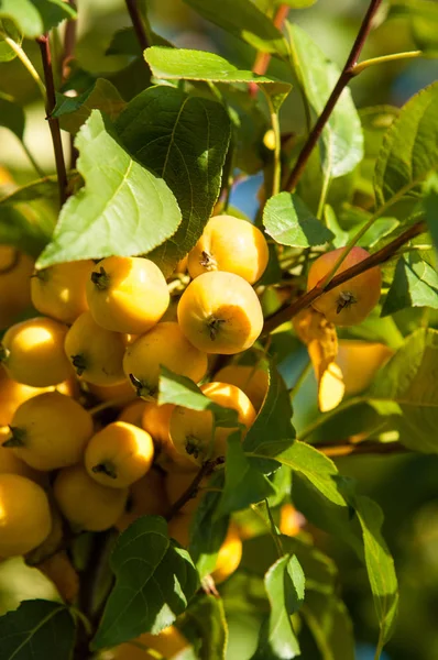 覆盆子和野苹果马鲁氏属 Malus 是蔷薇科的一种小型落叶苹果树或灌木 — 图库照片