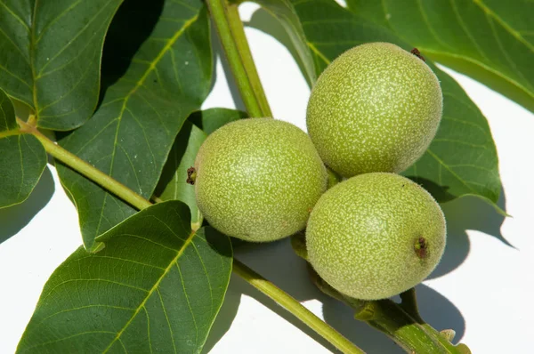 olgunlaşmamış ceviz. ceviz. İçinde studi fotoğrafı