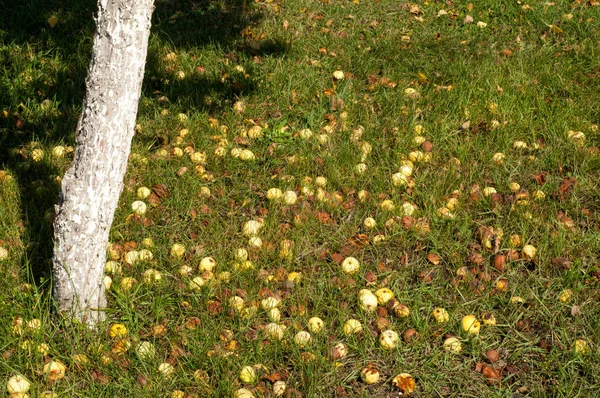 사과와 와일드 Malus Rosaceae 낙엽수 — 스톡 사진