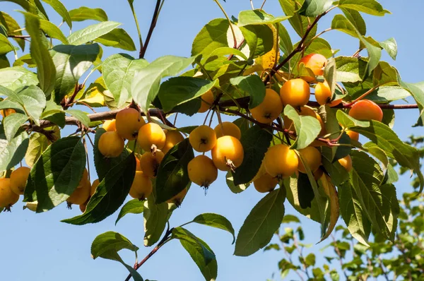 Yaban elması ve yaban elması. Malus, gülgiller (Rosaceae) familyasından bir elma ağacı cinsidir.