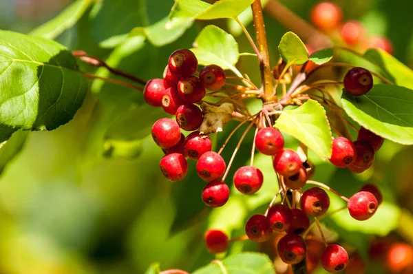 Caranguejo Maçã Selvagem Malus Género Botânico Pertencente Família Rosaceae — Fotografia de Stock