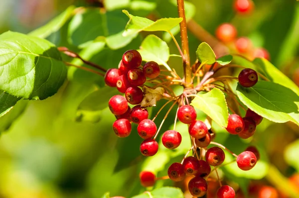 Yaban elması ve yaban elması. Malus, gülgiller (Rosaceae) familyasından bir elma ağacı cinsidir.