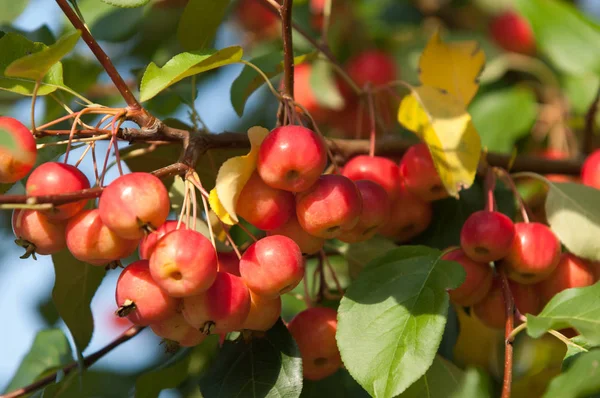 사과와 와일드 Malus Rosaceae 낙엽수 — 스톡 사진