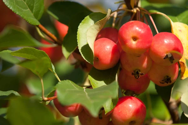 Yaban elması ve yaban elması. Malus, gülgiller (Rosaceae) familyasından bir elma ağacı cinsidir.