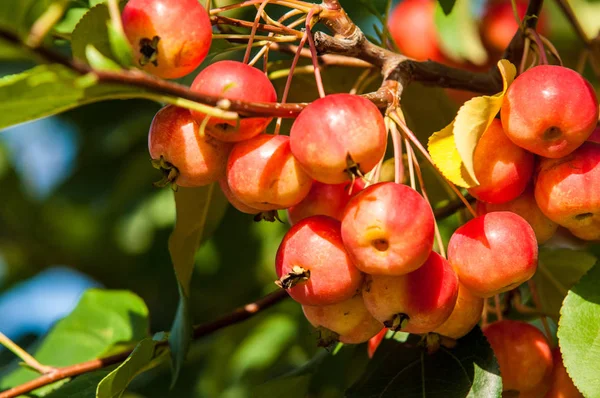 Yaban elması ve yaban elması. Malus, gülgiller (Rosaceae) familyasından bir elma ağacı cinsidir.