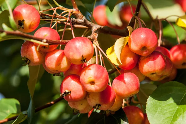 Rákalma Vadalma Malus Rosaceae Családba Tartozó Kis Lombhullató Almafajok Vagy — Stock Fotó