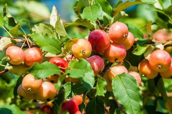 Κραμπάπλ Και Άγριο Μήλο Malus Είναι Ένα Γένος Από Μικρά — Φωτογραφία Αρχείου